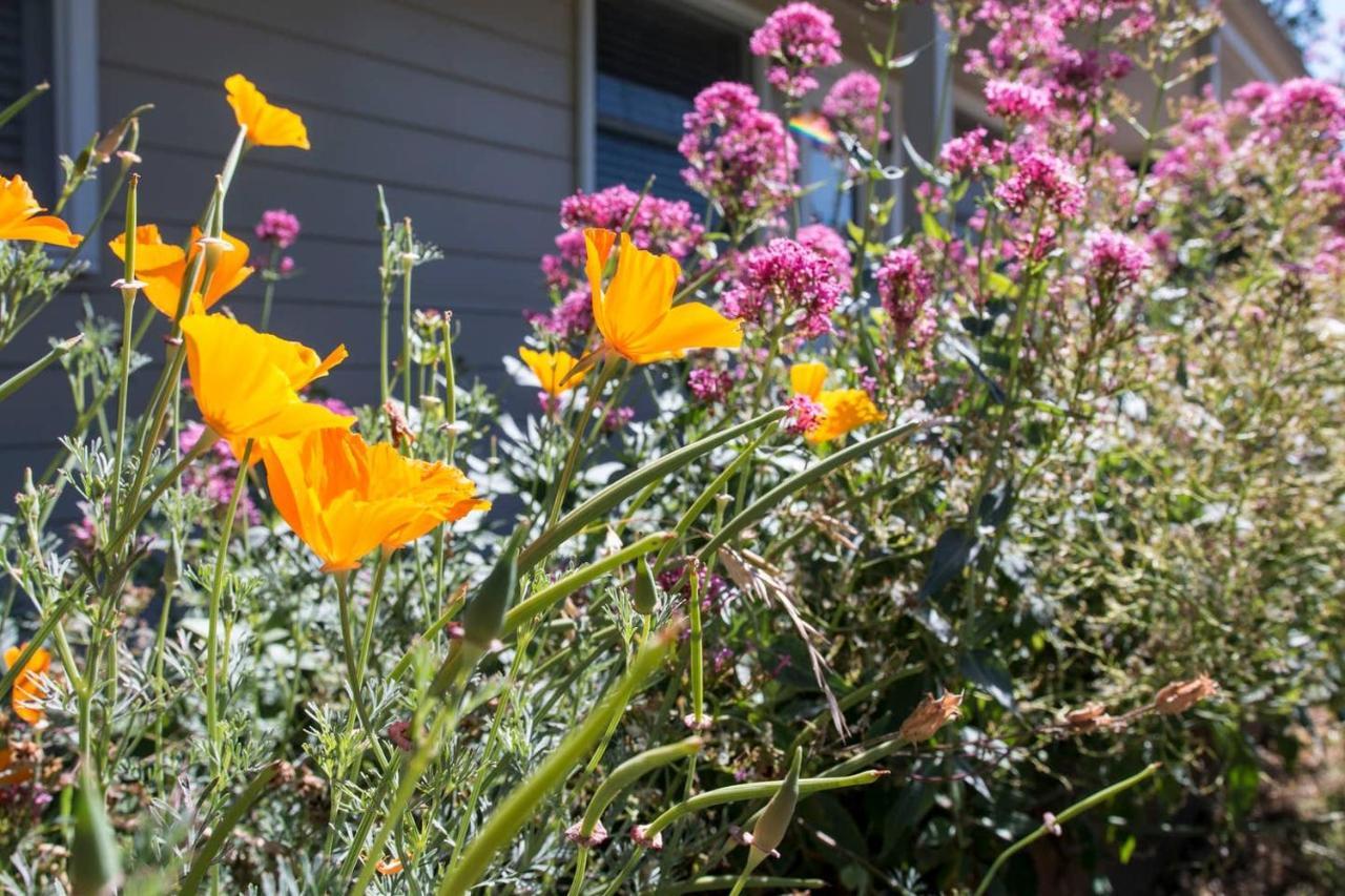 West End Neighborhood Cottage サンタローザ エクステリア 写真
